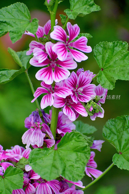 通常是Mallow / Malva Mauritiana / Malva Sylvestris